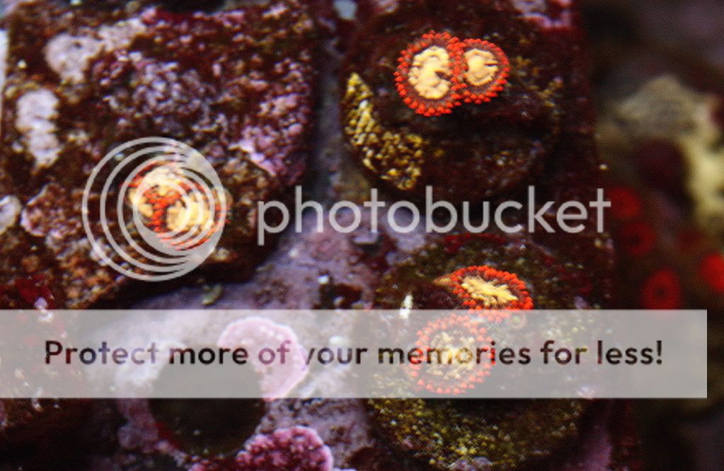 Coral For Sale...great prices...great color